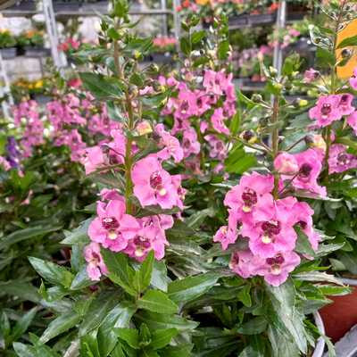 Angelonia - Keskenylevelű angyalfüzér
