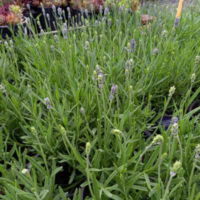 Lavandula angustifolia Essence purple 12cs - Keskeny levelű (angol) levendula