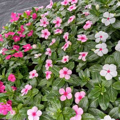 Catharantus roseus - Rózsameténg / ÁLLÓ vinka
