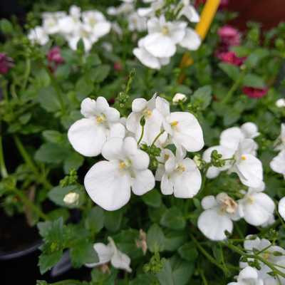 Diascia - Kanálajak