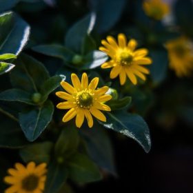 Sanvitalia - Heverő tömpevirág