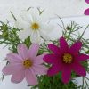Cosmos bipinnatus - Pillangóvirág
