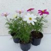 Cosmos bipinnatus - Pillangóvirág