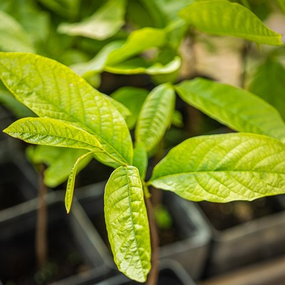 Asimina triloba  indián banán