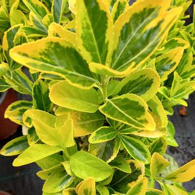 Euonymus japonicus Aureomarginata 2L - Sárga tarka japán kecskerágó