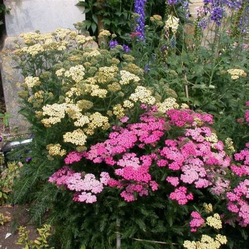 Achillea mix - Cickafark vegyes szinekben