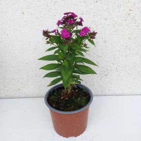 Phlox paniculata - Bugás lángvirág