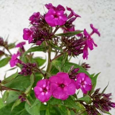 Phlox paniculata - Bugás lángvirág