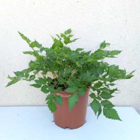   Astilbe rubra Vision in Red K15cm - Kínai Tollbuga, mély vörös virágú