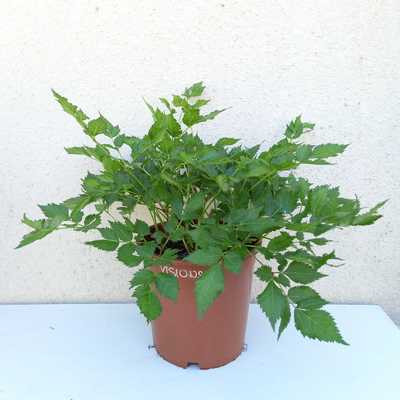 Astilbe rubra Vision in Red K15cm - Kínai Tollbuga, mély vörös virágú