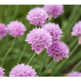   Allium sen. 'Lisa blue' 2,7l -Halványlila diszhagyma