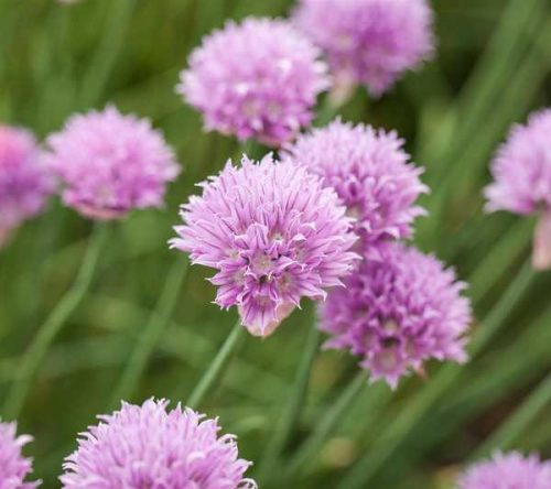 Allium sen. 'Lisa blue' 2,7l -Halványlila diszhagyma
