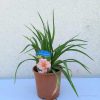 Hemerocallis 'On and on' 15cm - Sásliliom, barackvirág színű törpe