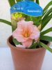 Hemerocallis 'On and on' 15cm - Sásliliom, barackvirág színű törpe