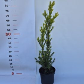 Taxus media Hicksii - Oszlopos tiszafa, termős