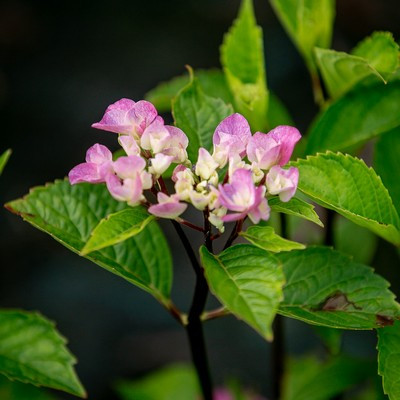 Hydrangea macrophylla 'Early Pink'- Kerti hortenzia (világos rózsaszin)