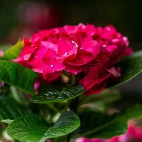   Hydrangea macrophylla 'Hot Red'- Kerti hortenzia (Piros virágú)