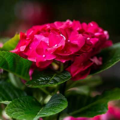 Hydrangea macrophylla 'Hot Red'- Kerti hortenzia (Piros virágú)