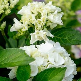   Hydrangea macrophylla 'Ice Girl'- Kerti hortenzia (Fehér virágú)