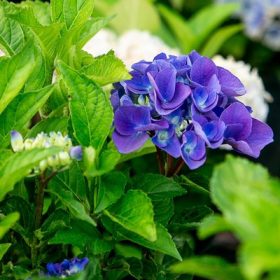   Hydrangea macrophylla 'Early blue'- Kerti hortenzia (kék virágú)