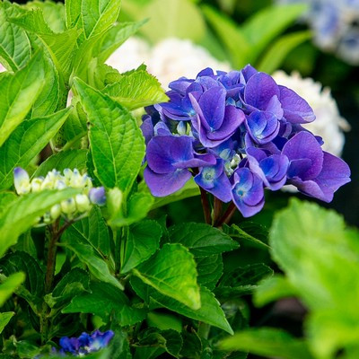 Hydrangea macrophylla 'Early blue'- Kerti hortenzia (kék virágú)