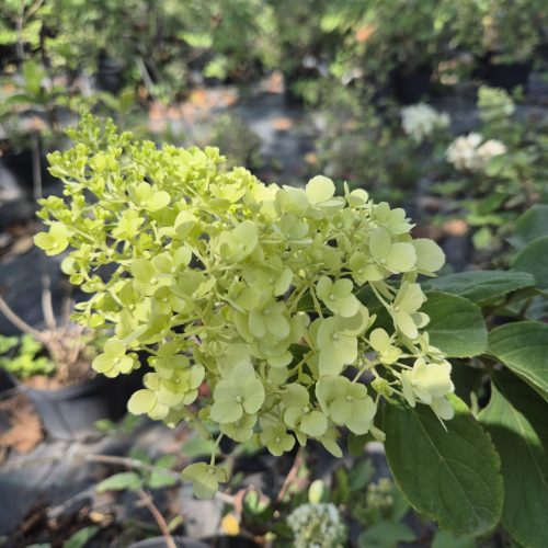 Hydrangea paniculata 'Panflora' -Bugás hortenzia (tömött zöldből rózsaszinre váltó vir.)