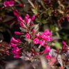 Weigela florida Nana Purpurea - Bordó levelű rózsalonc, törpe, rózsaszín virágú
