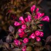 Weigela florida Nana Purpurea - Bordó levelű rózsalonc, törpe, rózsaszín virágú