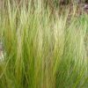 Stipa tenuissima 12cs - Árvalányhaj