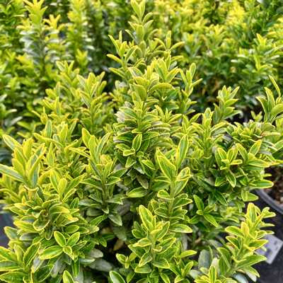 Euonymus microphyllus Aureovariegatus 3L - Törpe japán sárga tarka kecskerágó