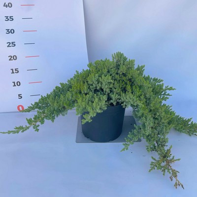 Juniperus procunbens Nana 20/25 K2 - zöld törpe kúszó boróka