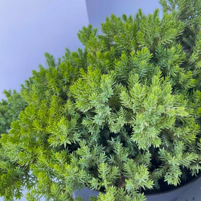 Juniperus procunbens Nana 20/25 K2 - zöld törpe kúszó boróka