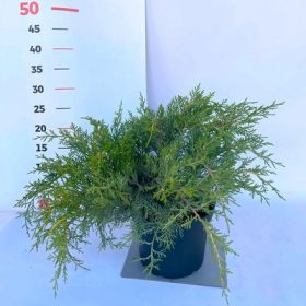 Juniperus media Old Gold 2 L - Arany terülő boróka