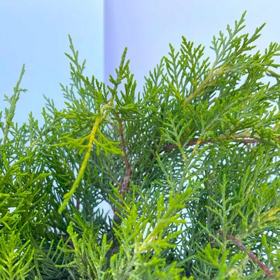 Juniperus media Old Gold 2 L - Arany terülő boróka