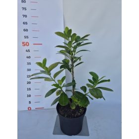 Prunus laurocerasus Novita 50/60 - Babérmeggy