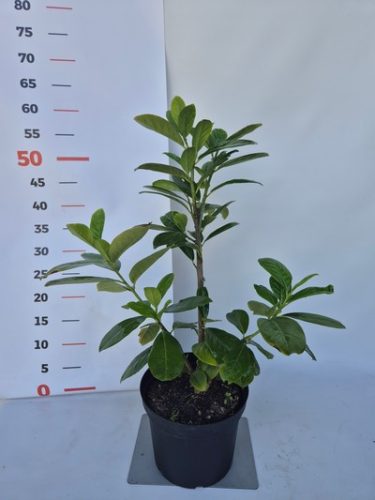 Prunus laurocerasus Novita 30/50 K2 - Babérmeggy
