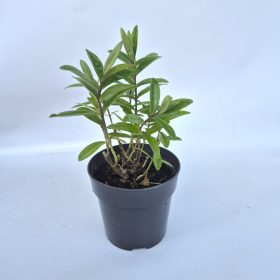 Hebe veronika midi  10 cs - Veronika cserje