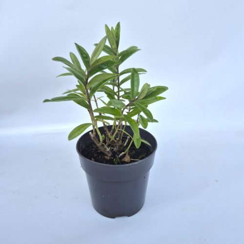 Hebe veronika midi  10 cs - Veronika cserje