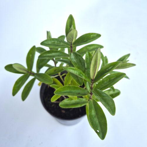 Hebe veronika midi  10 cs - Veronika cserje