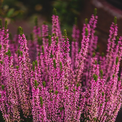Calluna -Csarab