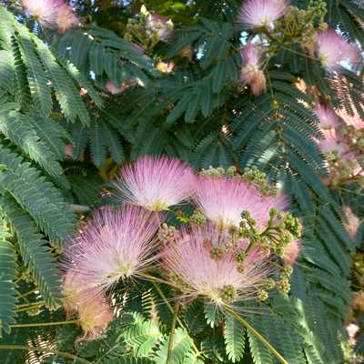 Albizia julibrissin - Selyemakác kicsi