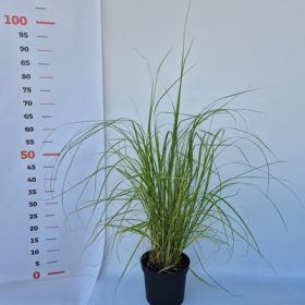 Pennisetum - Évelő tollborzfű / lámpatisztitófű, zöld