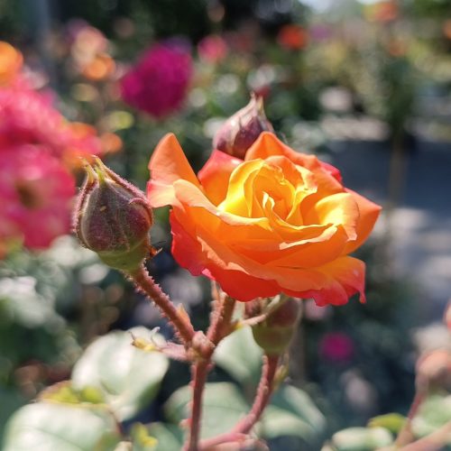 Rosa Rumba MT - Rózsa, magastörzsű narancssárga-sárga virágú floribunda