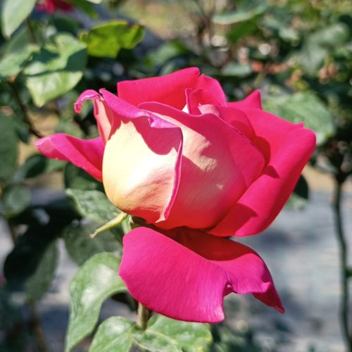 Rosa Kronenbourg MT - Rózsa, magastörzsű vörös- krémsárga virágú teahibrid