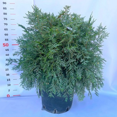 Chamaecyparis lawsoniana 'Silver Globus' FL 40/60 - Kék gömb oregoni hamisciprus