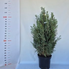   Chamaecyparis lawsoniana 'Van Pelt's Blue kont. 80/100 - Kék oregoni hamisciprus