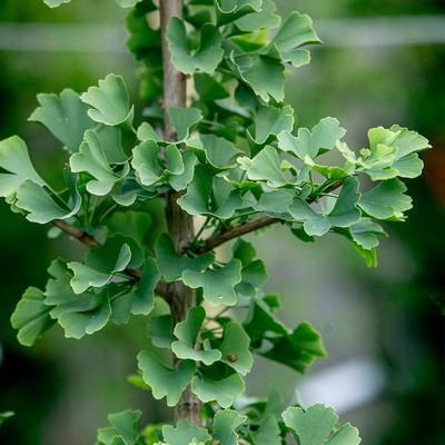 Ginkgo biloba fastigiata FL 100/125 - Oszlopos páfrányfenyő
