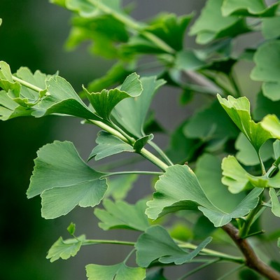 Ginkgo biloba Troll FL 30/40 törzsön -  Törzses páfrányfenyő