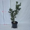 Ilex meserveae 'Blue Prince' kont. 4L - Kék magyal (porzós)