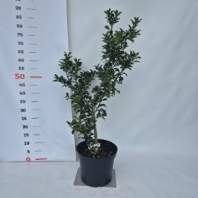   Ilex meserveae 'Blue Prince' kont. 4L - Kék magyal (porzós)